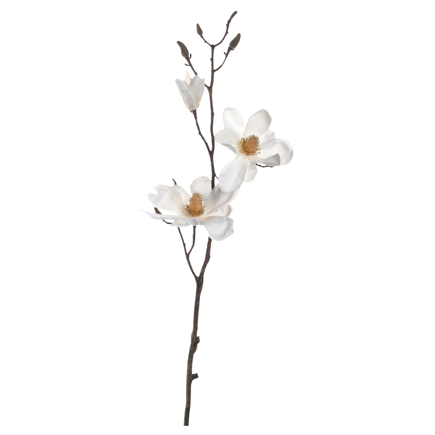 Magnolie VERNAZZA 80 cm weiß