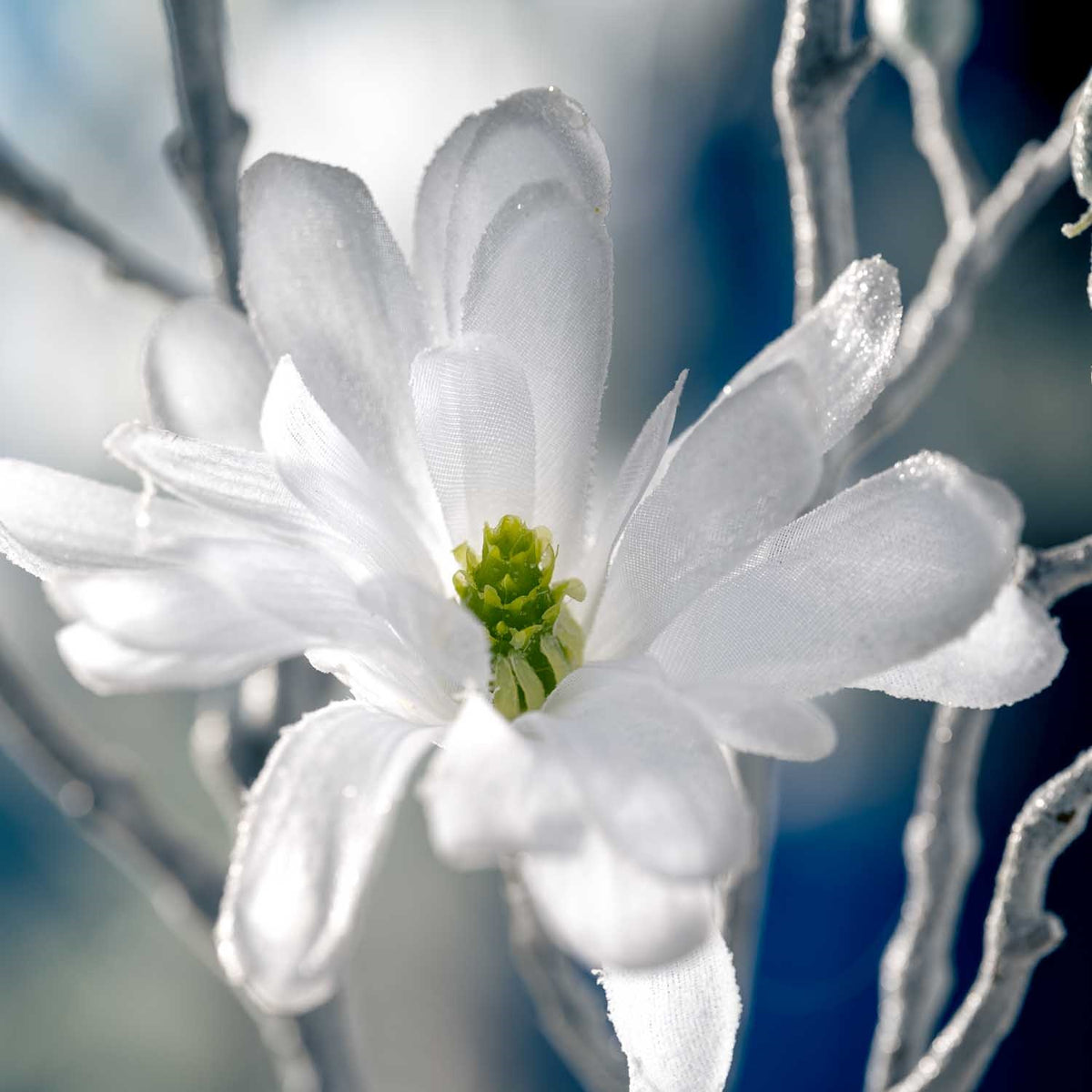 Weiße Magnolie mit grünem Stempel in Nahaufnahme