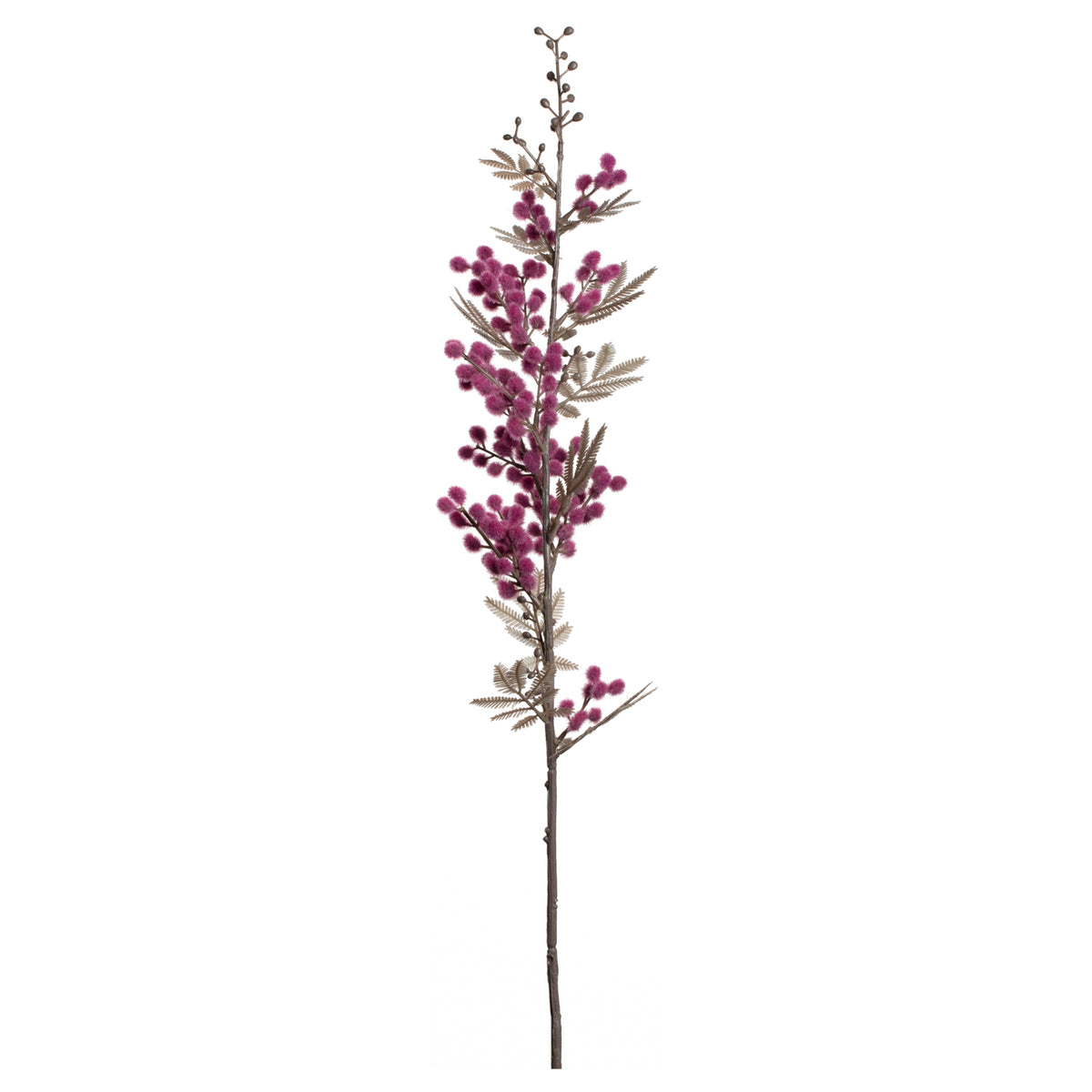 Mimose PALAZZO viola mit dunkelvioletten Blüten und grünen Blättern auf weißem Hintergrund