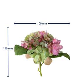 Hortensie POESIA 18 cm pink