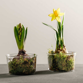 Schale VETRO 9 cm 2er-Set + 2 Eislöffel