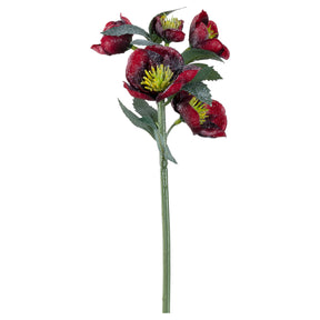 Christrose NATALE 29 cm dunkelrot