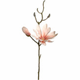 Magnolie LUMINOSA 42 cm apricot