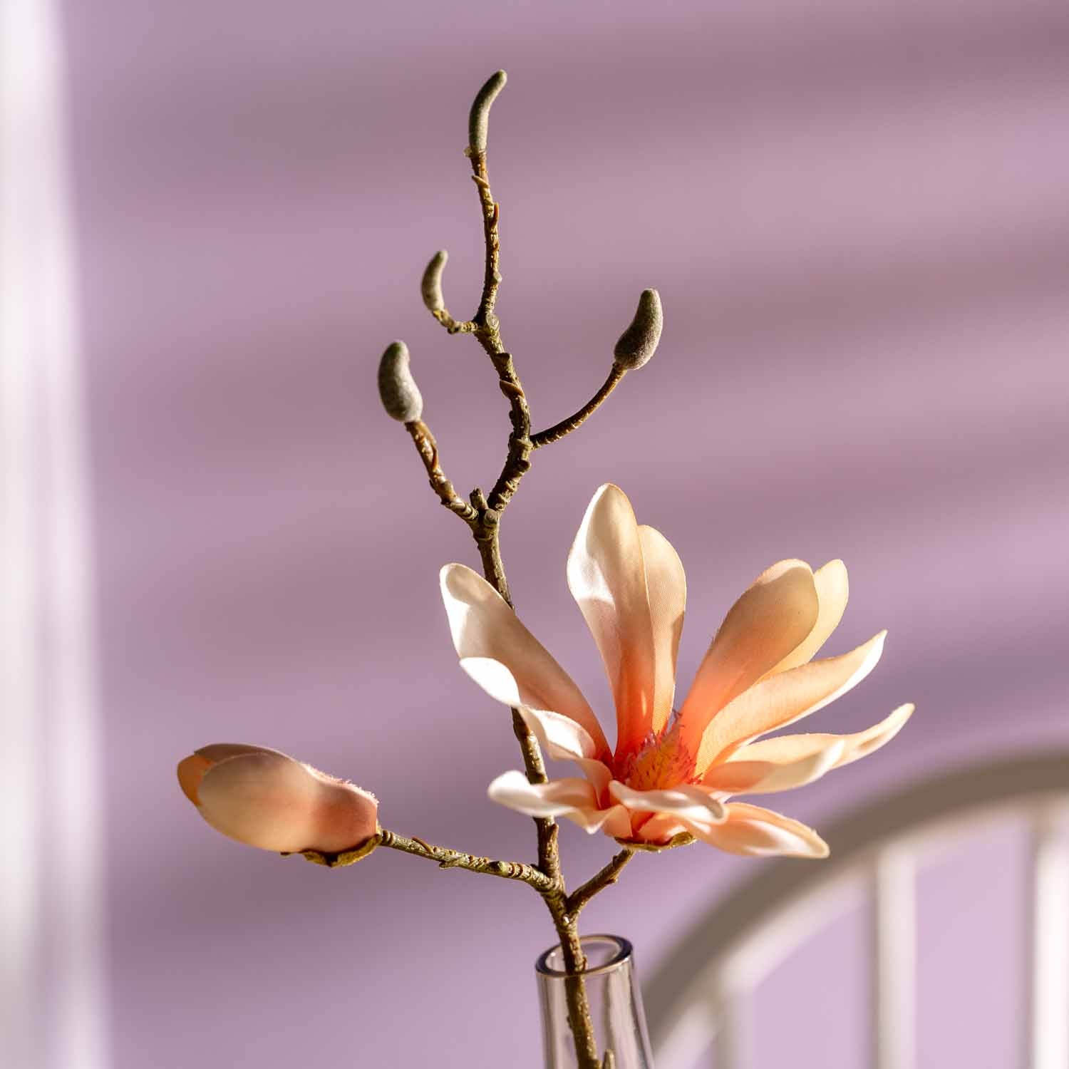 Magnolie LUMINOSA 42 cm apricot