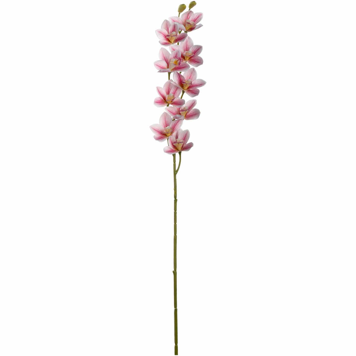 Orchidee FIORE pink mit Blüten und grünem Stiel vor weißem Hintergrund