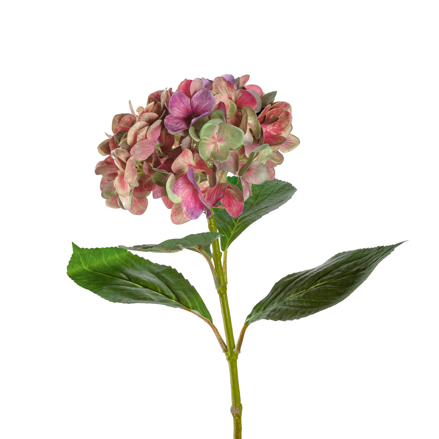 Hortensie Poesia 54 cm pink