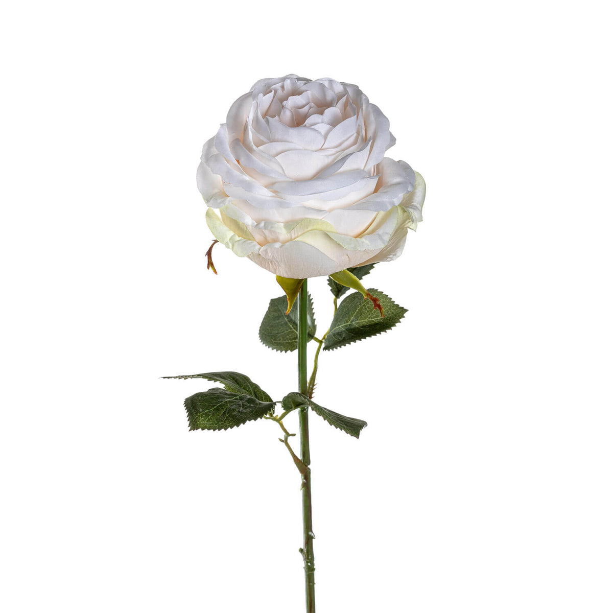 Rose Poesia 67 cm beige