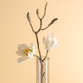 Magnolie VERNAZZA 80 cm weiß